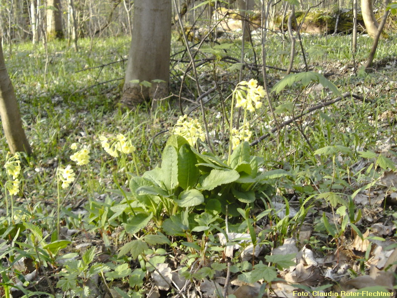 Hohe Schlüsselblume